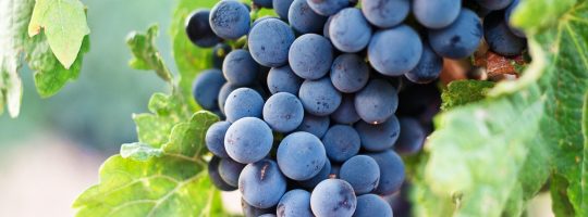 Trauben Rebstock vollreif