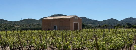 WeinTour Mallorca, Weinverkostung Mallorca, Weingut Mallorca, Weingüter Mallorca, Weinerlebnis Mallorca, Mallorca Wein Tour, Mallorca Weine